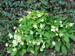 Primroses, prim and proper, grace Cornish hedges.