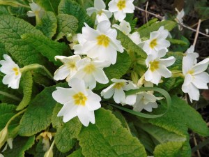 Wild primroses.