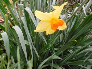 Daffodils, all variety of daffodils, daffodils in the wild or garden delight the soul.