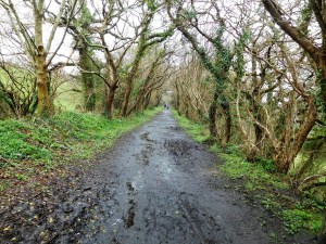 Truro circular walk goes along a former railway route. We started in rain, ended in sun.