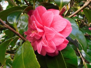 Camellia at Treloyhan.
