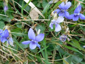 There's beauty all around.