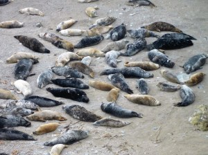 The seals always delight us as we pass by from Hell's Mouth to Godrevy Café and on across the sand dunes to Hayle.
