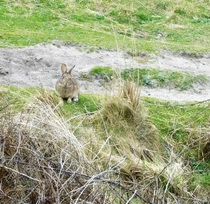 A hare stopped long enough to get this long distance shot.