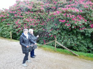 Marty and Marilyn pass by a rodedendron. 