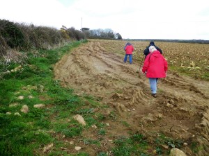  Across a harvested cauliflower field back to Lamorna. 