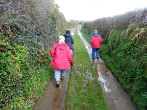Farm lane with typical Cornish hedges.