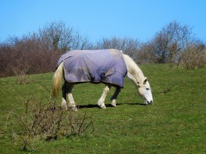 This horse paid no mind.