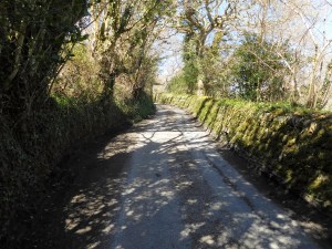 An ancient Cornish hedge lines the road we walk to find the step stlle into the woodland.