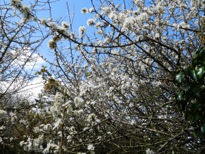 Profusion of wild beauty.