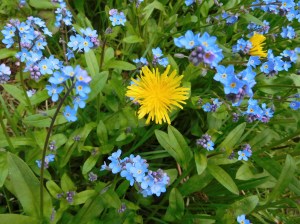 The ubiquitous dandelion shows its face among the Forget-Me-Nots. 