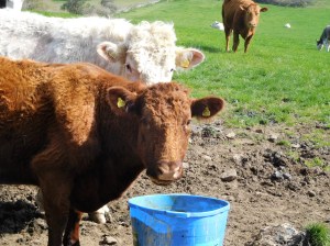 These bulls were in the adjacent field, the white one sporting a nose ring.