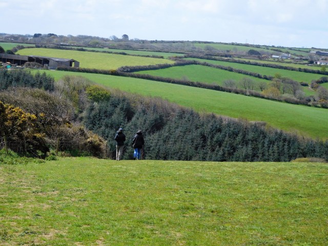 A field of now wild white daffodils, typical Cornish hedges separate the fields.