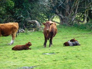 Oh my, this mom kept a steady eye on us as we gave her wide berth. One of her twins is wrapped in a harness. After we were some distance off she laid down, but still keep her eyes on us.
