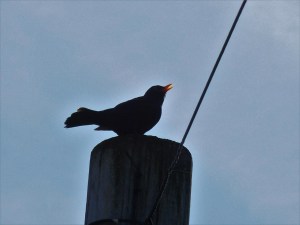 Sweet song of Spring.