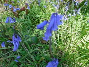 Keep ringing, Bluebell.