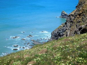 Wildflowers blanket the wild granite coast along the Atlantic.