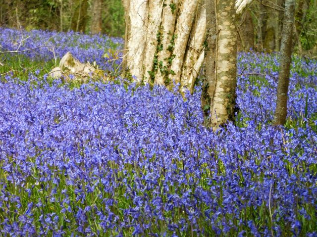 Carpet of blue. The Bluebells, we were told, were late in blooming, these were said to be at only 50 percent, peak yet to come. Fifty percent was 100 percent good enough for us. 