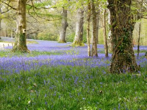 Bluebells we saw at Enys Estate, near Truro. Primroses get their due in the foreground.