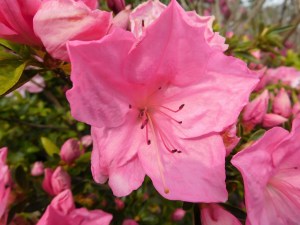 Flourishing, fulfilling its purpose in creation.