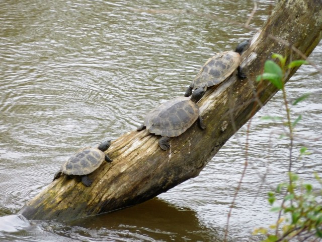 On the way to the grocery store we came across these three turtles sunning on a tree in the Elkhart River.