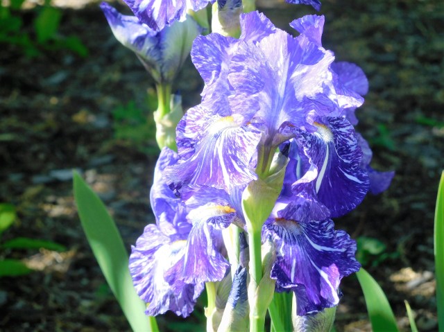 Wellfield Botanical Garden shows its stuff.