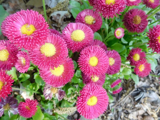 These flowers would be just right in our tree lawn. Hum? Maybe we'll find some.