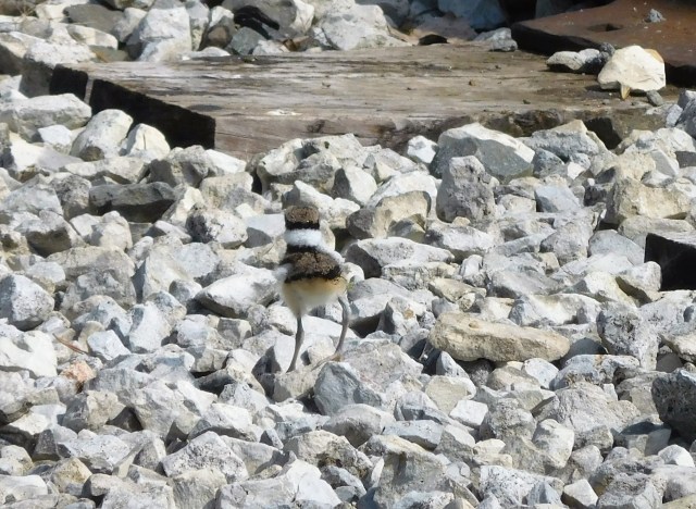 A baby Killdeer in Elkhart.