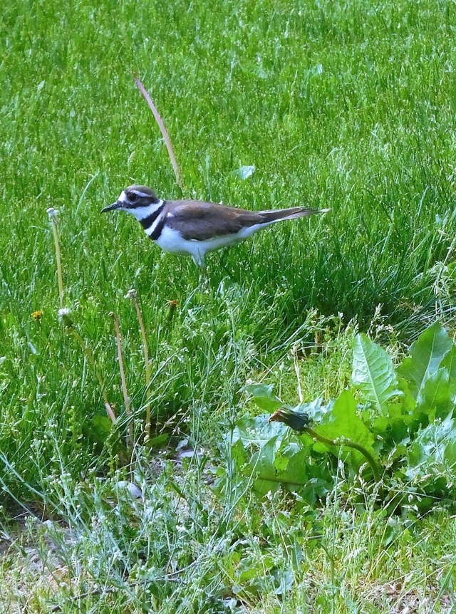 A mamma Killdeer on the farm in Ontario, almost 400 miles from Elkhart.