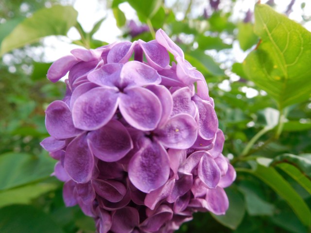 French Lilac on the farm where I grew up. My mother planted the bush.