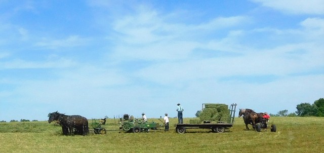 Driving by hay-making in LaGrange County, Indiana, brought back memories of such days growing up on the farm, but with tractors pulling the baler. Stacking the bales on the wagon made for callouses and frayed pant legs. Wouldn't trade the experience for anything. 