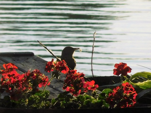 Blackbird, where's your next?