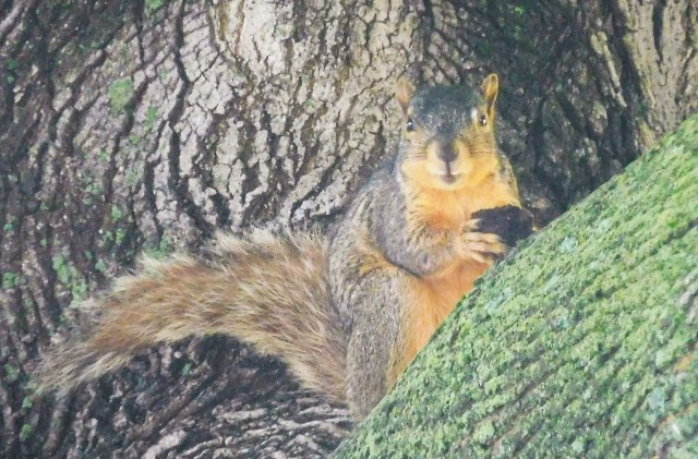 I don't know where the walnuts come from, but our deck and maple tree seem to be favorite haunts of this nut-loving creature.