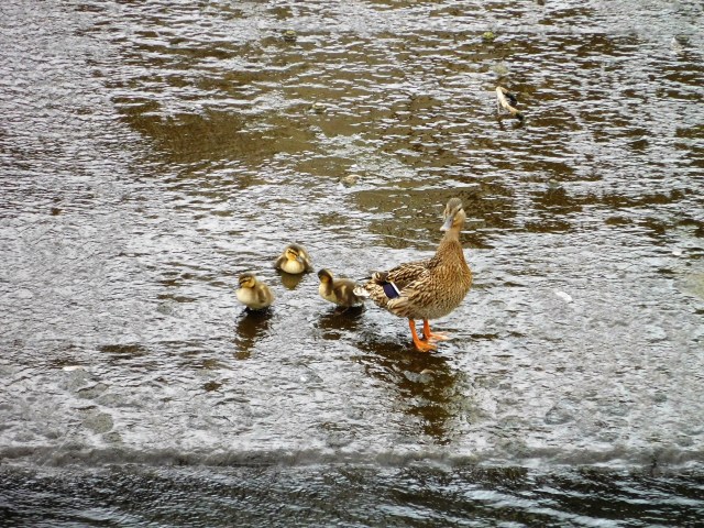 A small family getting the hang of big waters.