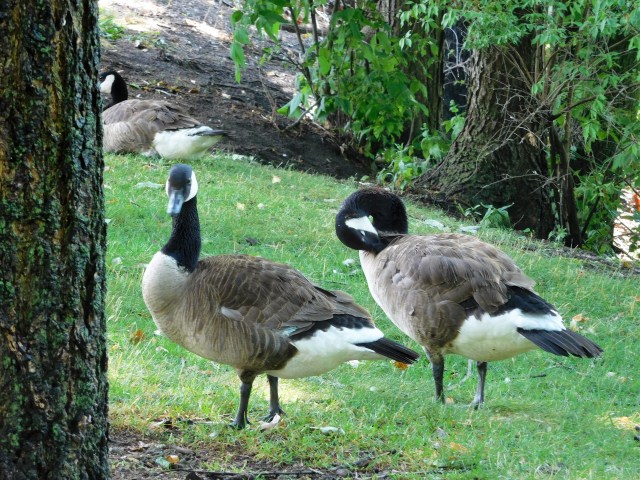 Canada geese are a protected population sans passports or green cards. 