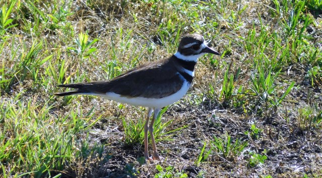 The Killdeer has its work cut out for it in protecting its young as urban mowers move across the landscape. 