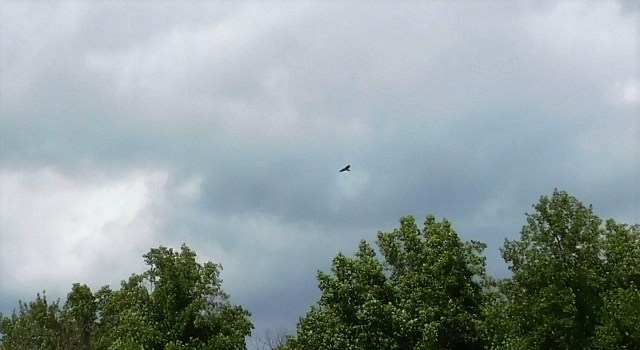 I think it's a bald eagle, home on Olin Lake in LaGrange County. 
