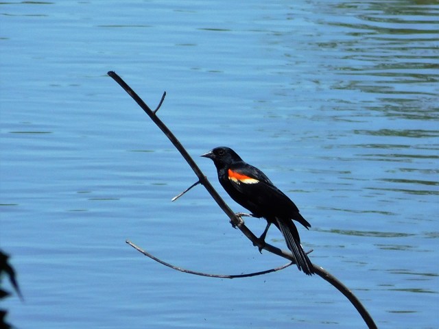 Redwing Blackbird, like the Wren, sings and sings, and sings some more.