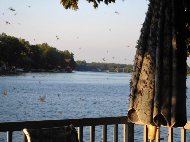 May flies have their day, another 24-hour period in July. Thankfully, they're a sign of clean water. 