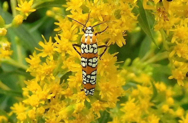 An insect I don't recognize feasts on goldenrod.