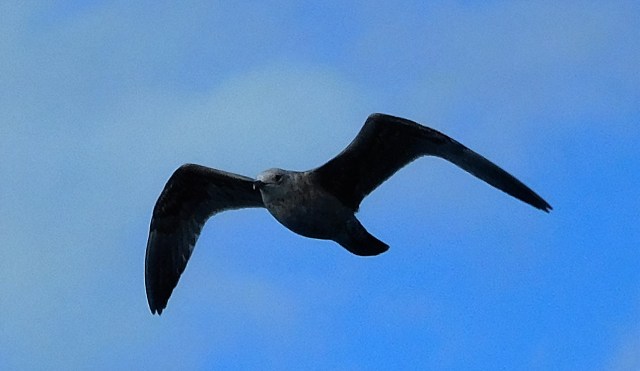 This solitary gull flew over our ferry as we headed to Mackinac Island. 