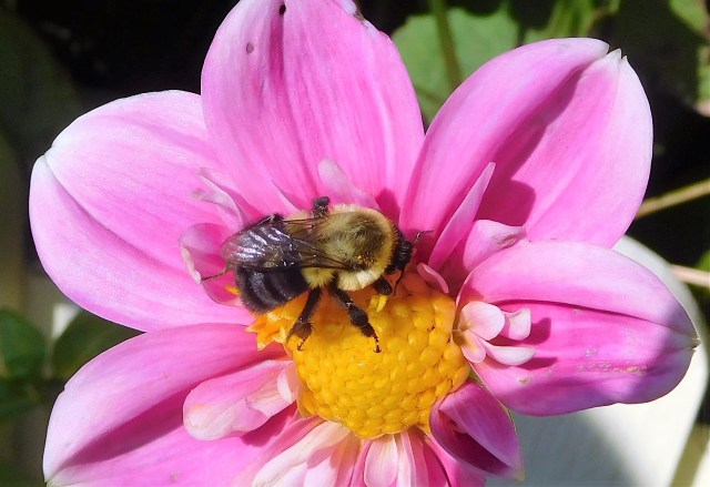 Nature thrives on Mackinac, both the cultivated and wild varieties. 