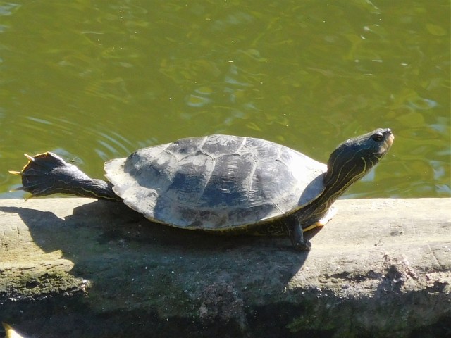 Stretch time for the lolling amphibian. 