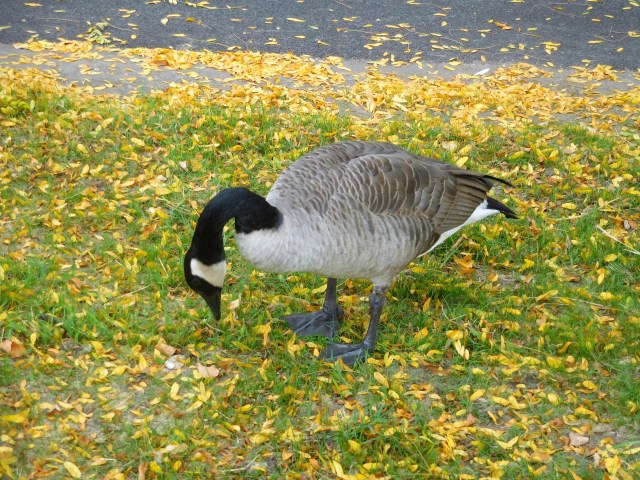 Foraging now and in winter.. Whatever happened to flay away?