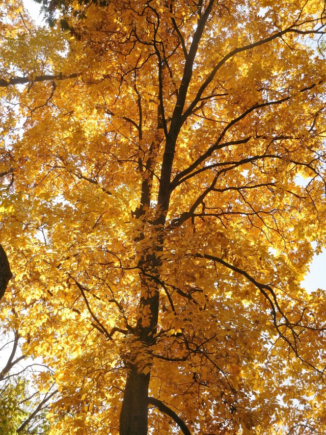 Backlit yellow on Sunday afternoon walk.
