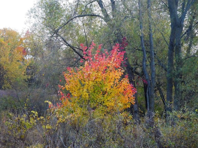 Flaming bush at Greencroft Middlebury. 